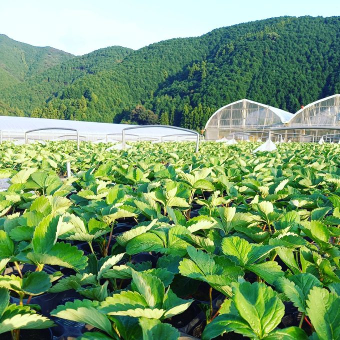 イチゴの育苗管理🍓