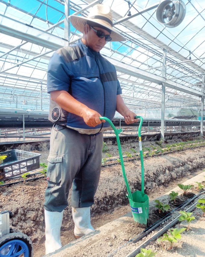 定植作業が始まりました