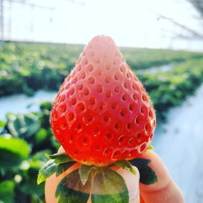 よろしくお願いします🍓