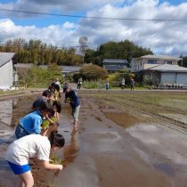 小学校の田植え体験学習