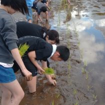 田植えの様子