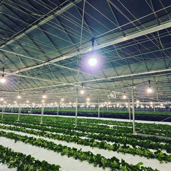 電照がスタートしました