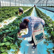 イチゴ生育管理の様子🍓