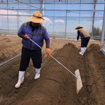 土上げ作業をする研修生
