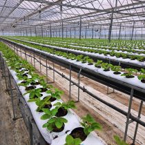 定植作業が終了しました