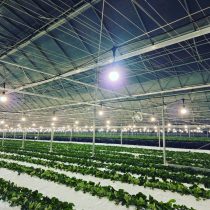 電照がスタートしました